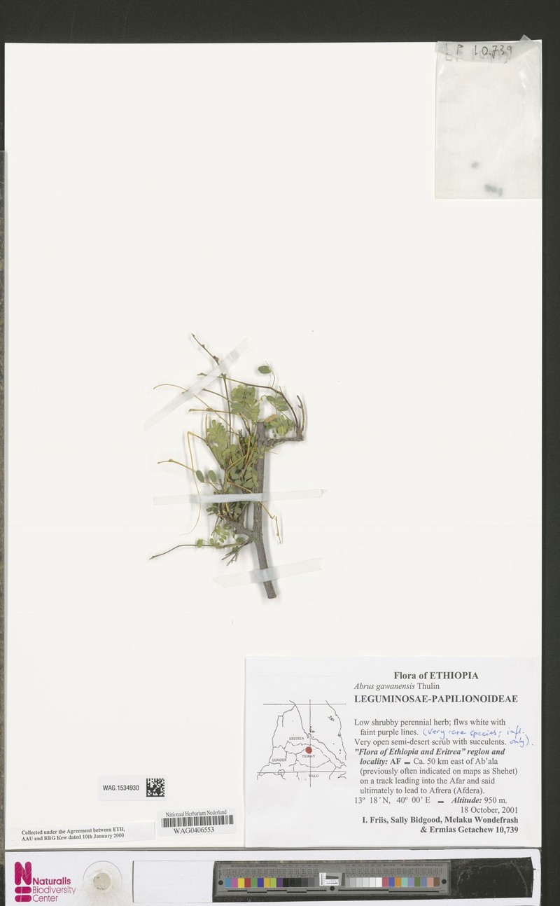 Abrus gawenensis photo 3