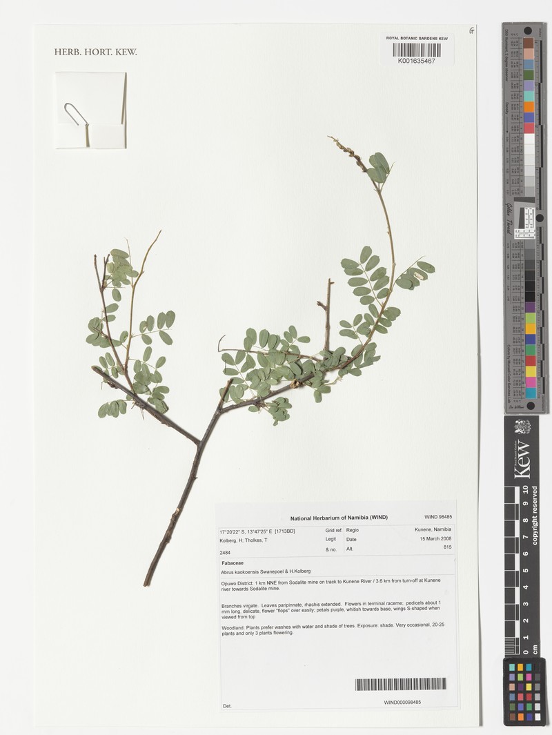 Abrus kaokoensis