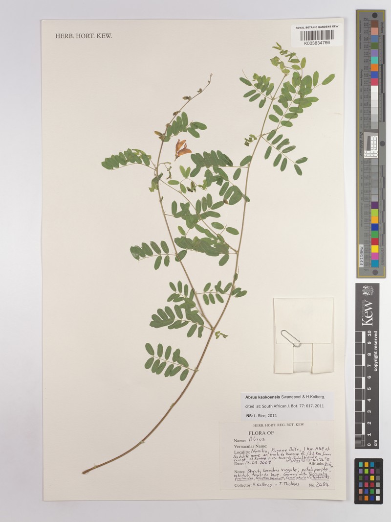 Abrus kaokoensis photo 2