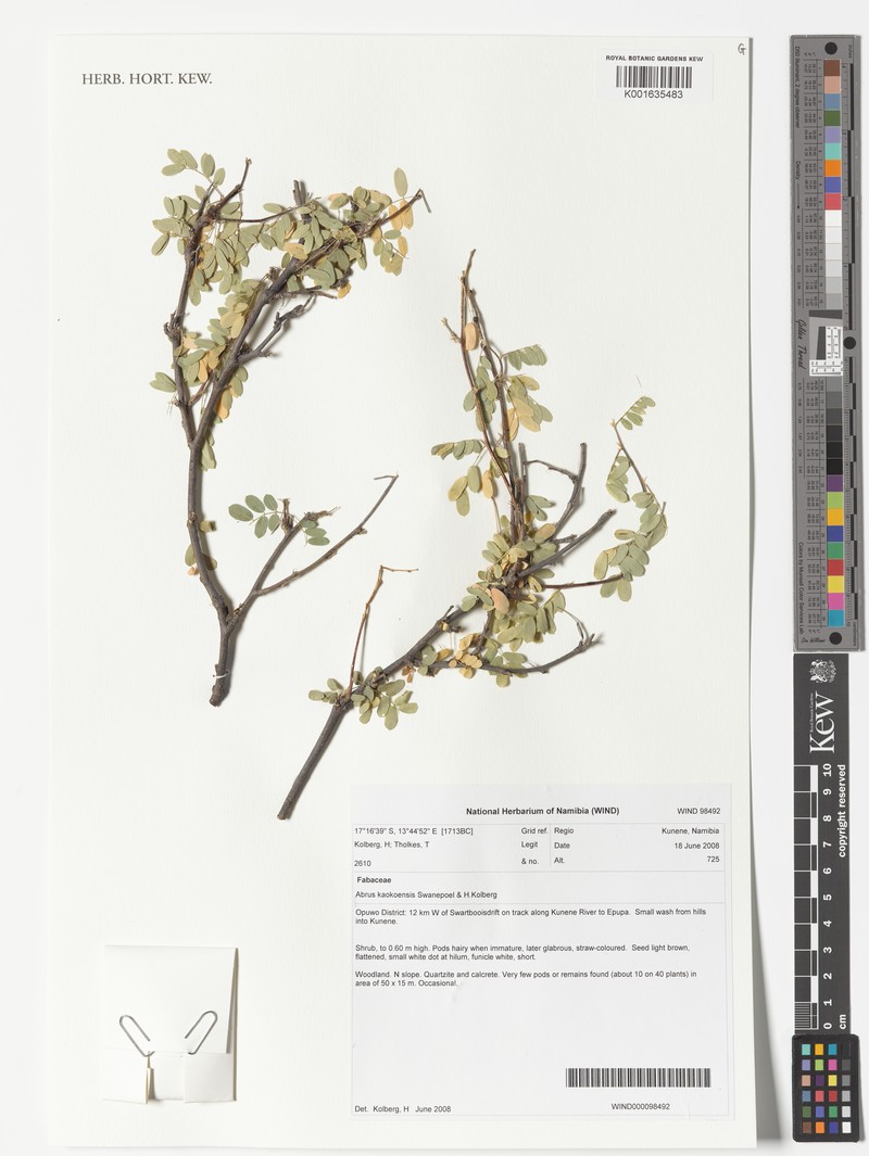 Abrus kaokoensis photo 3