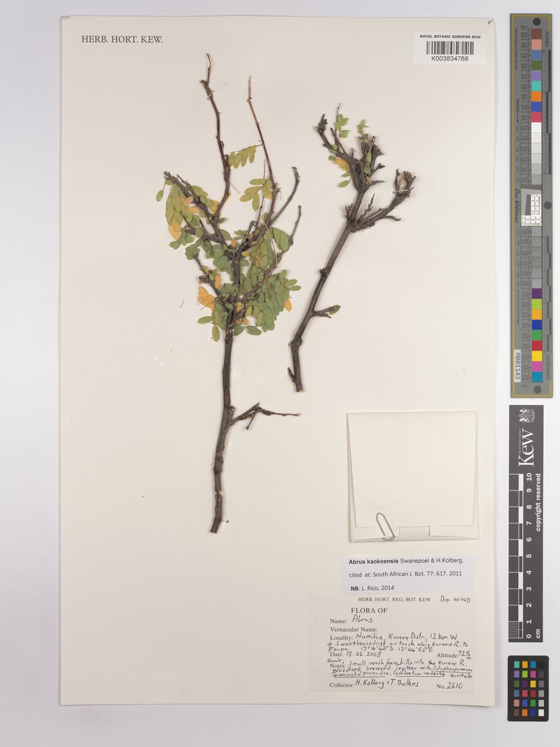 Abrus kaokoensis photo 4