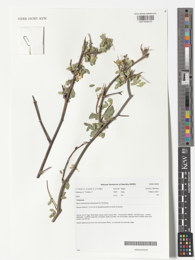 Abrus kaokoensis photo 5