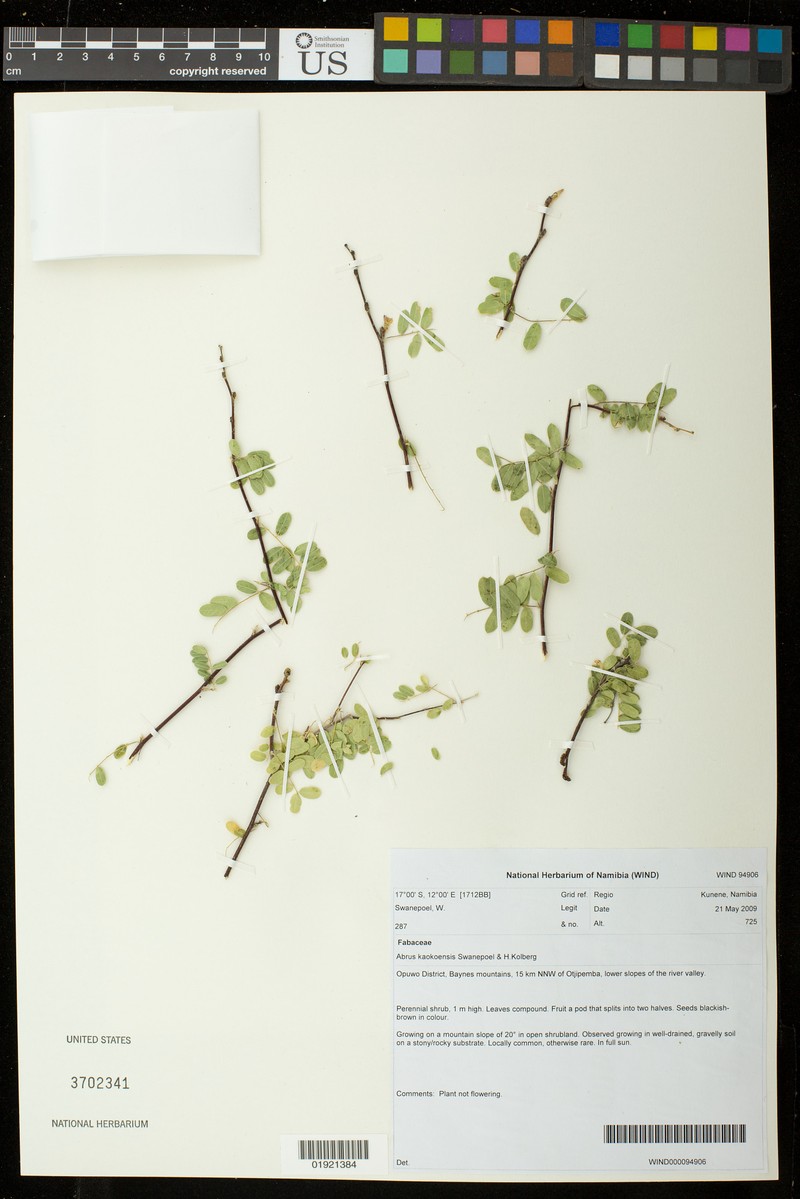 Abrus kaokoensis photo 6