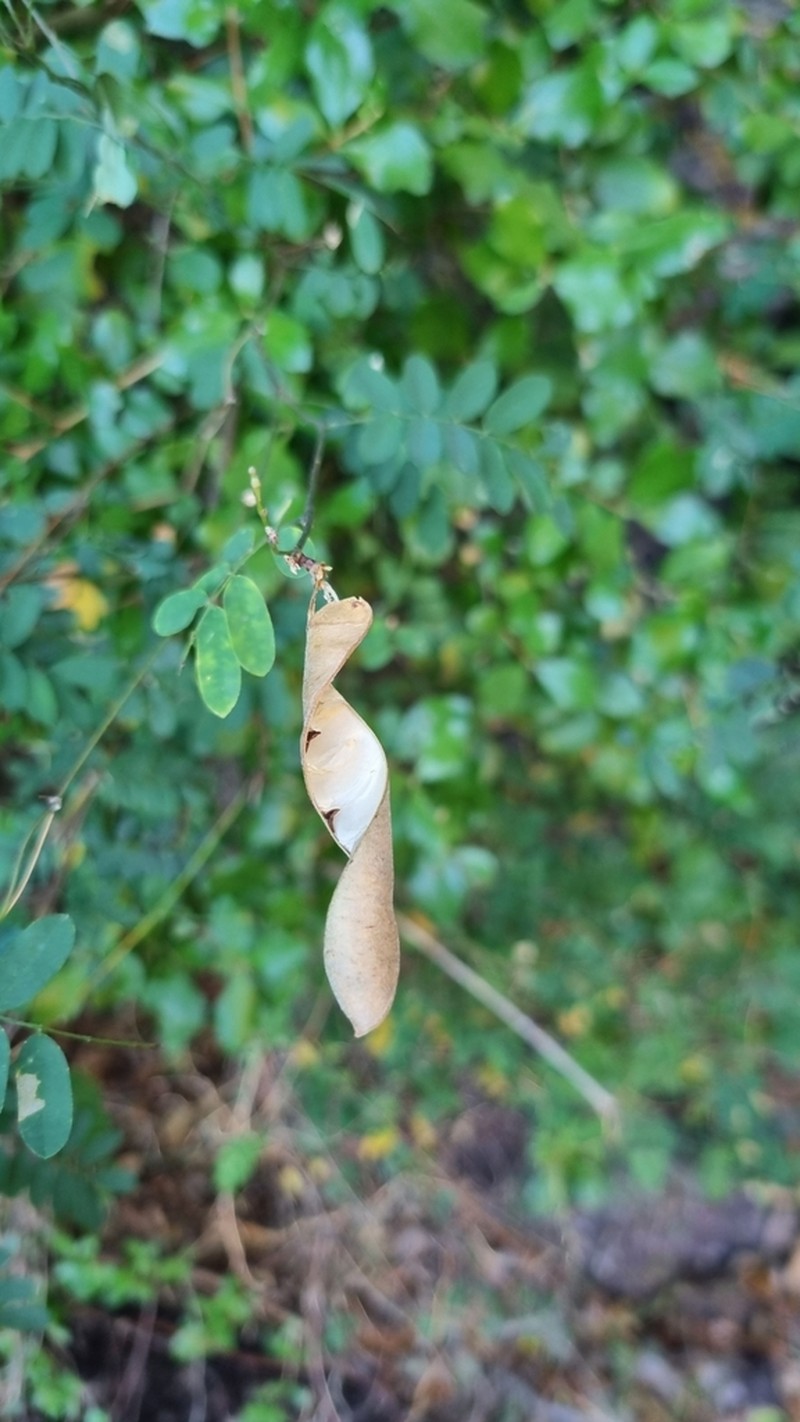 Abrus laevigatus