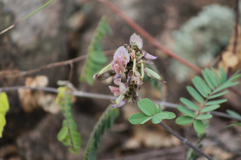 Abrus laevigatus photo 2