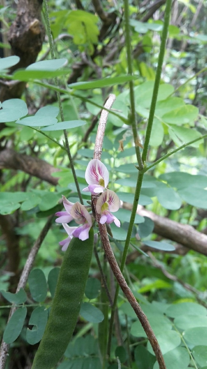 Abrus laevigatus photo 3