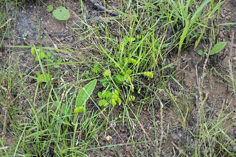 Abrus laevigatus photo 4