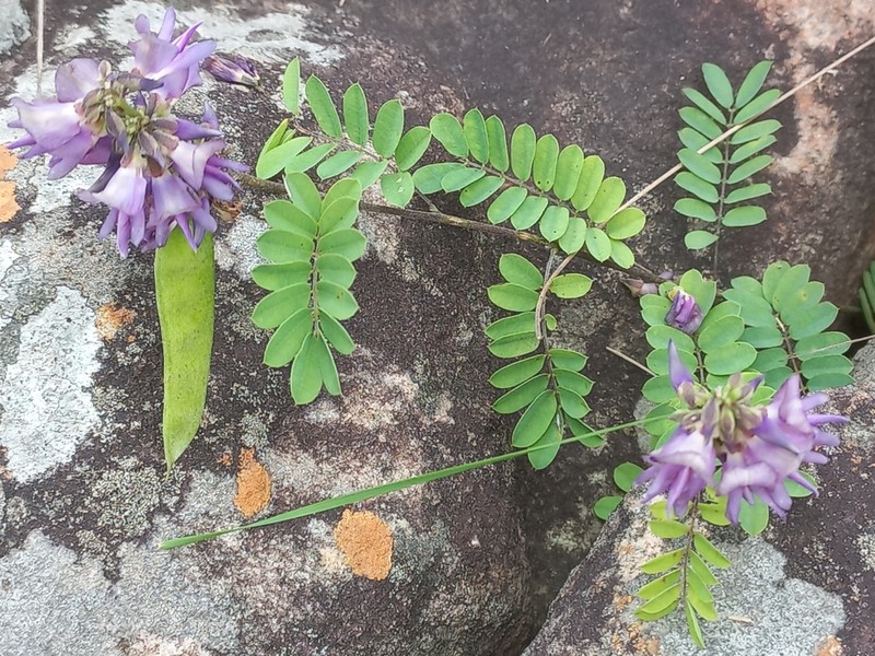 Abrus laevigatus photo 6