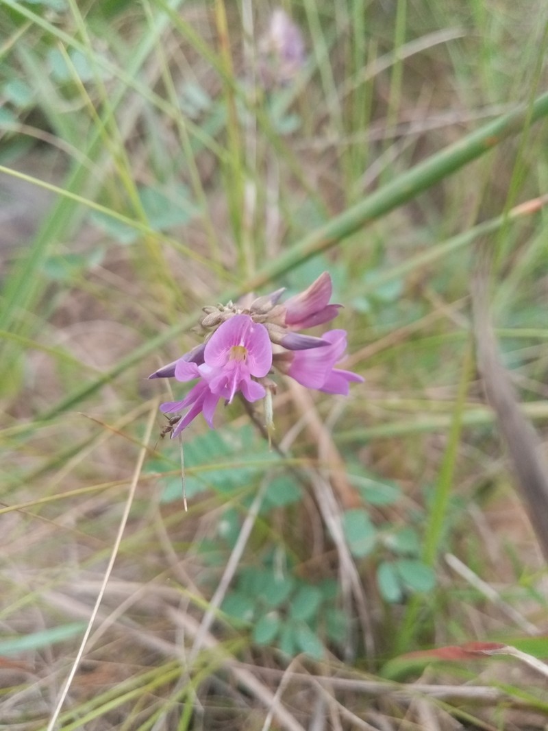 Abrus laevigatus photo 8
