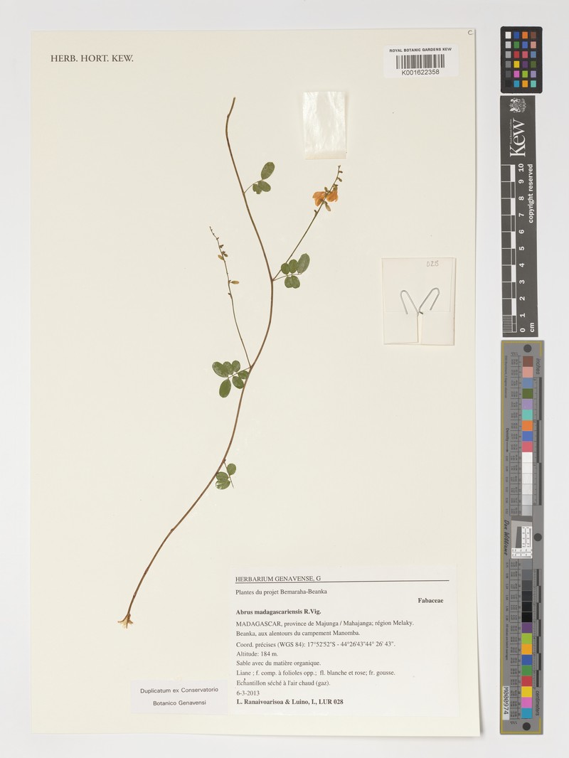 Abrus madagascariensis