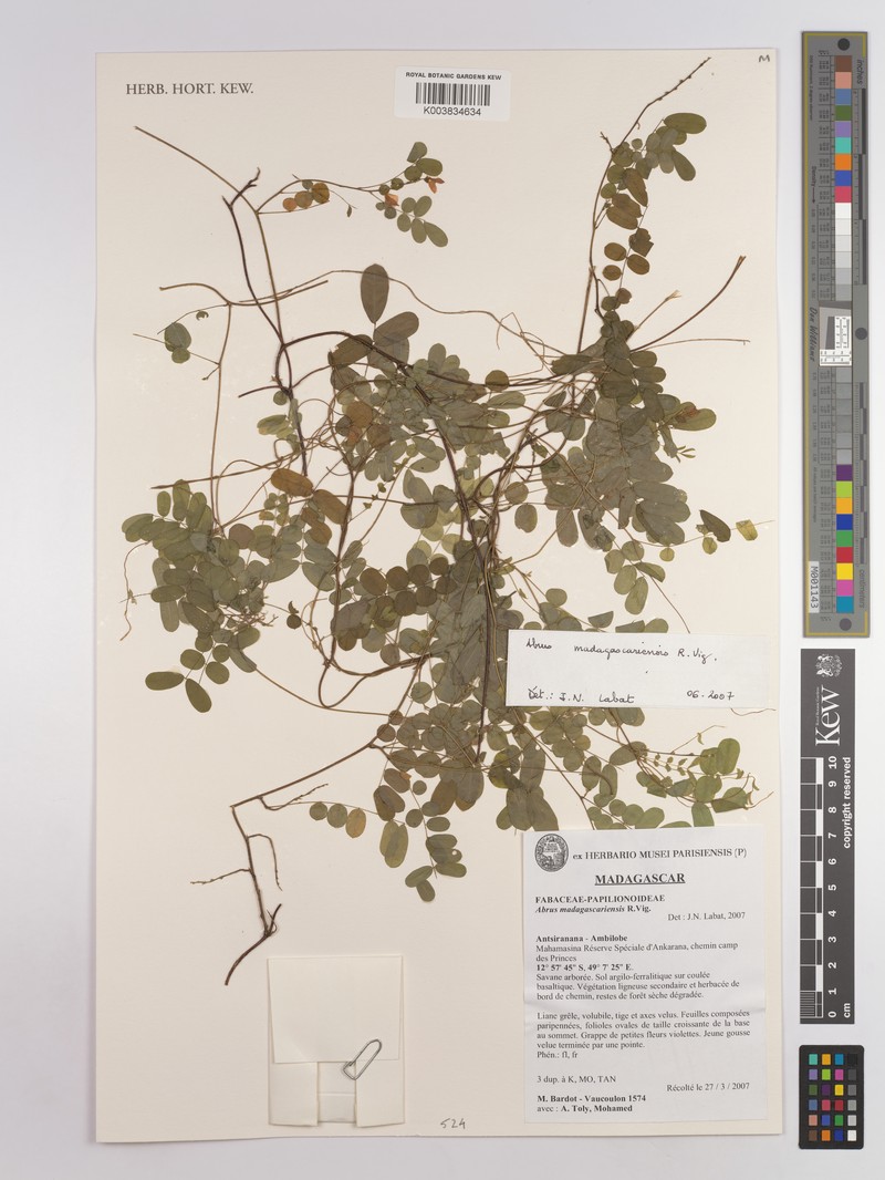Abrus madagascariensis photo 2