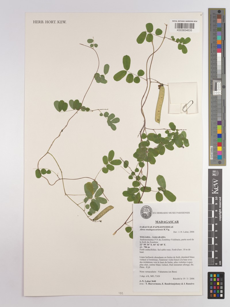 Abrus madagascariensis photo 3