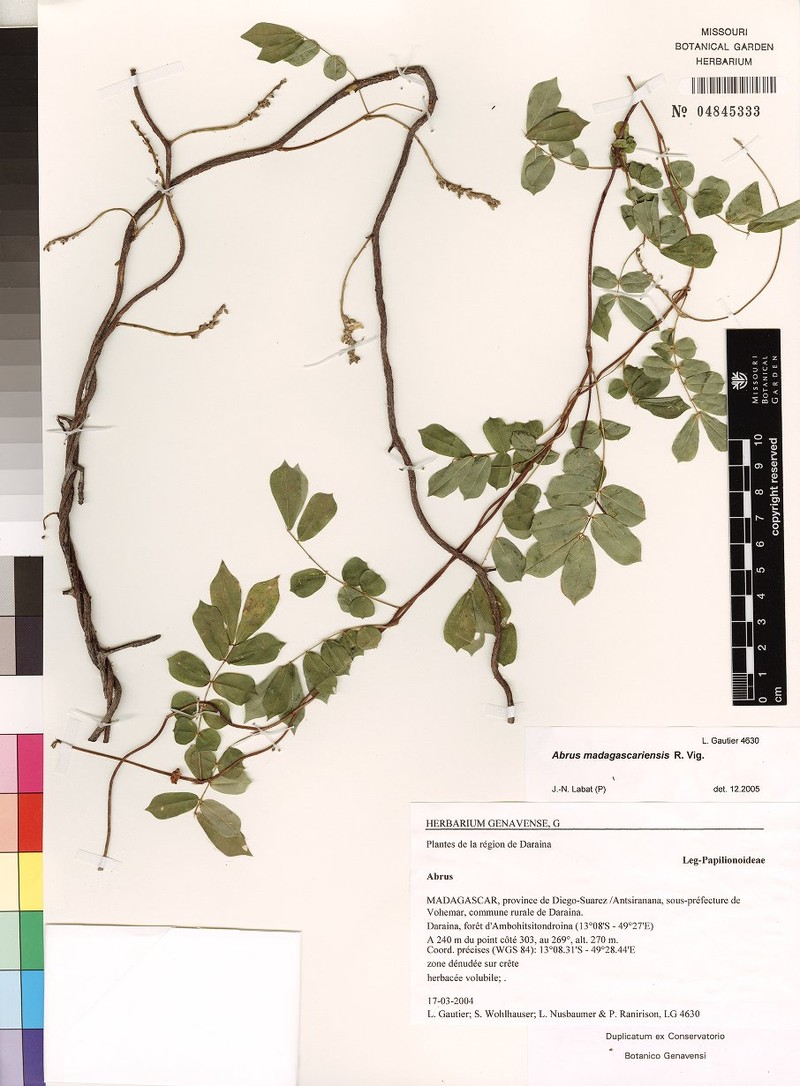 Abrus madagascariensis photo 4