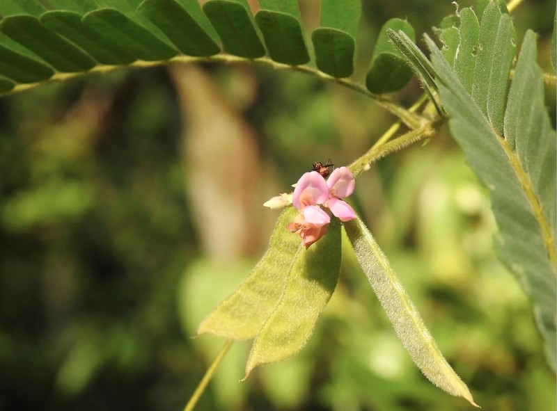 Abrus melanospermus subsp. melanospermus