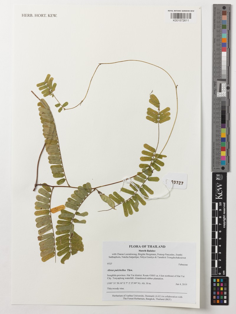 Abrus melanospermus subsp. melanospermus photo 3