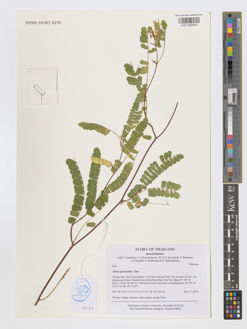 Abrus melanospermus subsp. melanospermus photo 4