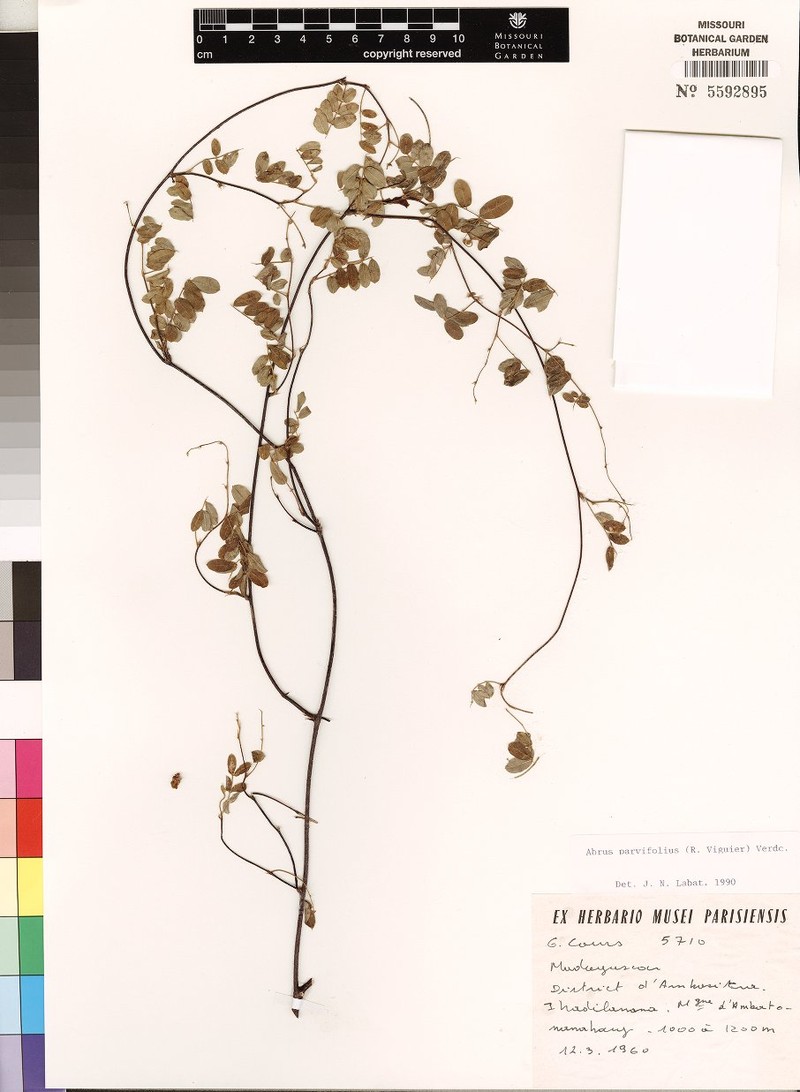 Abrus parvifolius