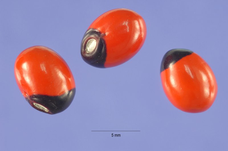 Rosarypea photo 2