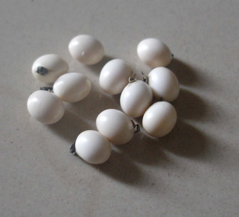 Rosarypea photo 3