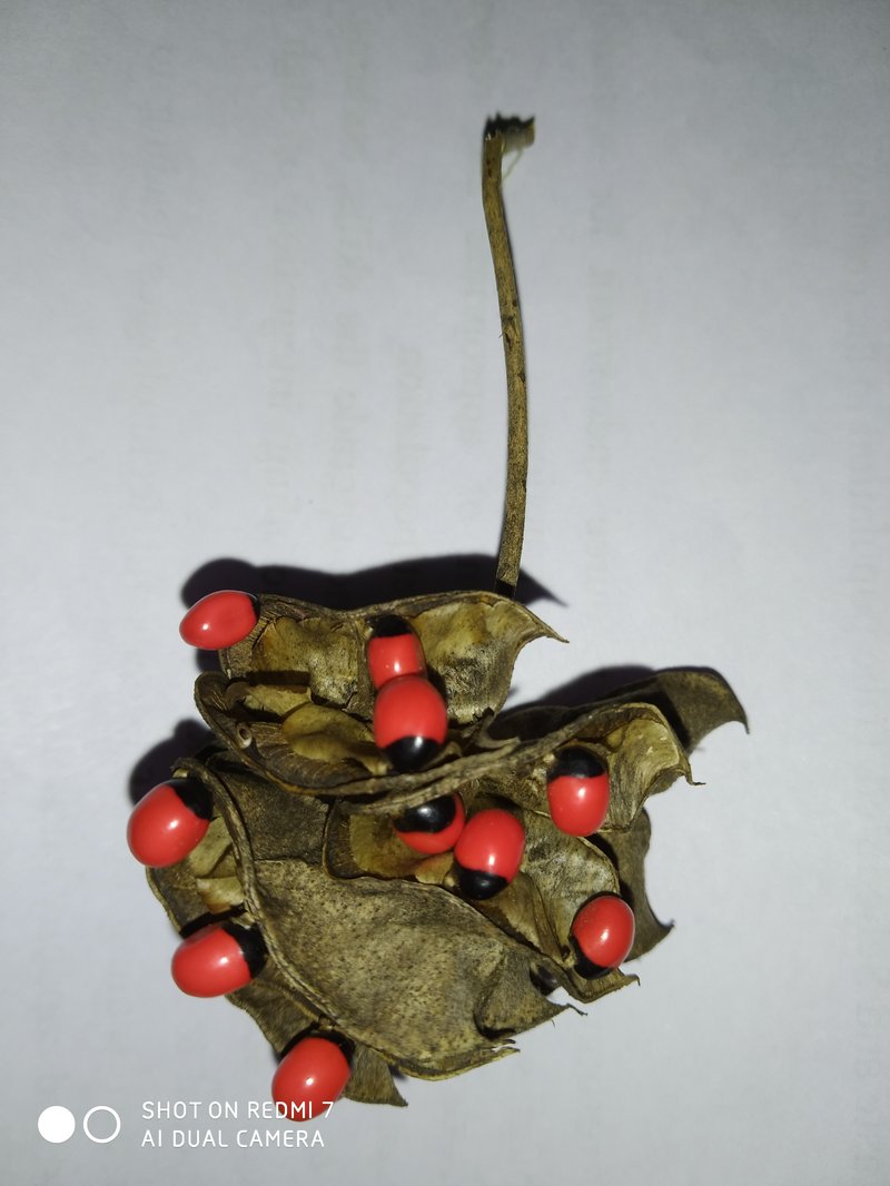 Rosarypea photo 4