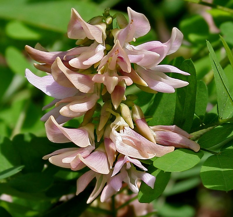 Rosarypea photo 5