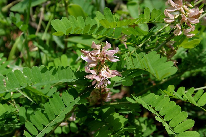 Rosarypea photo 6