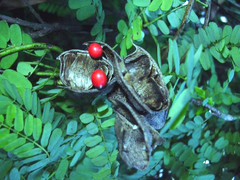 Rosarypea