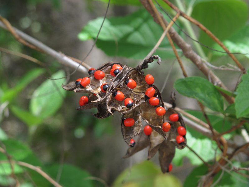 Rosarypea photo 7