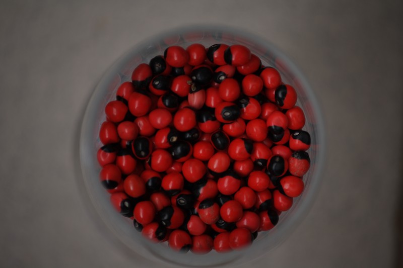 Rosarypea photo 8