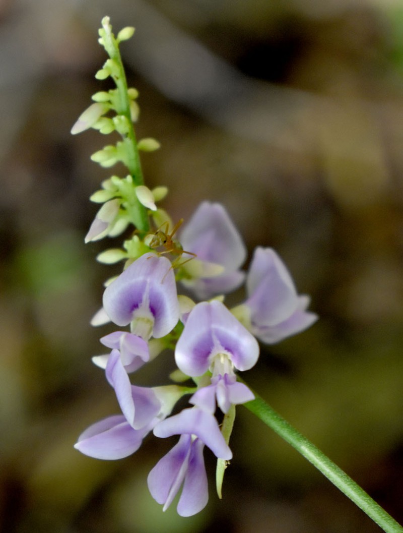 Abrus precatorius subsp. precatorius