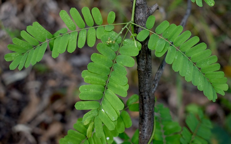 Abrus precatorius subsp. precatorius photo 2