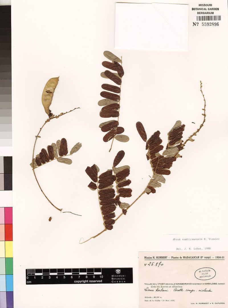 Abrus sambiranensis