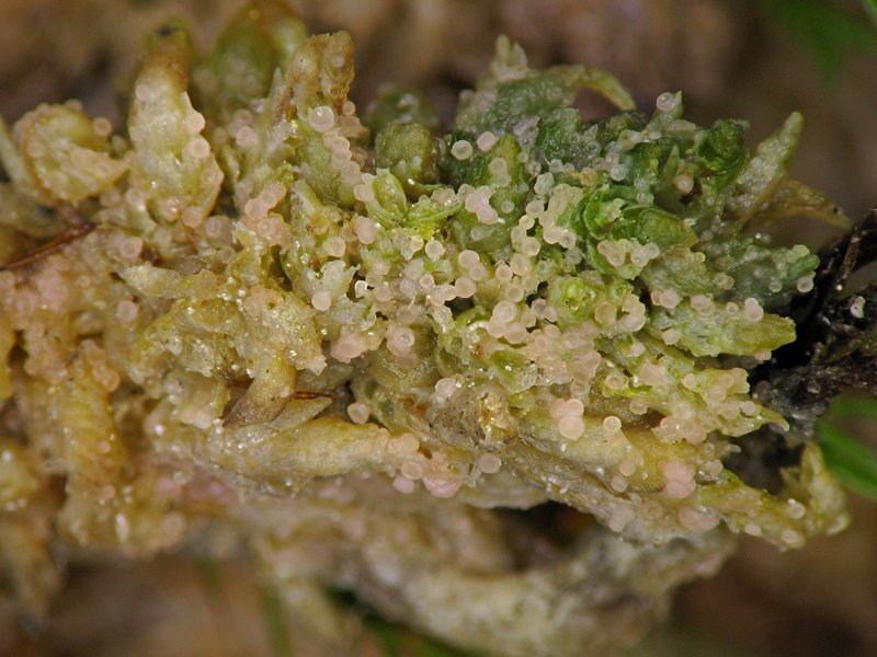 Sphagnum Absonditella Lichen