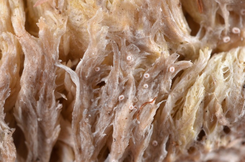 Sphagnum Absonditella Lichen