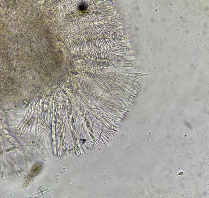 Sphagnum Absonditella Lichen photo 2