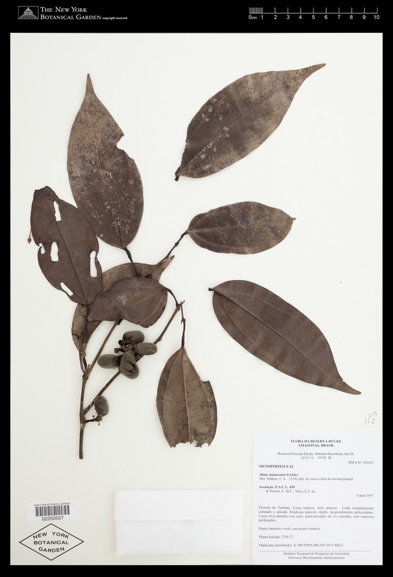 Abuta acutifolia