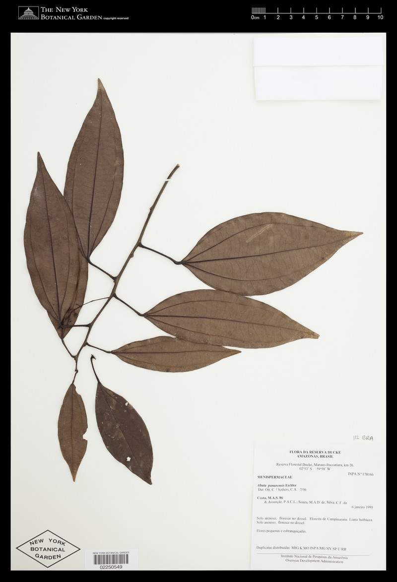 Abuta acutifolia photo 3
