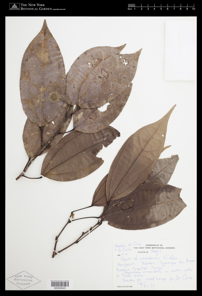 Abuta acutifolia photo 4