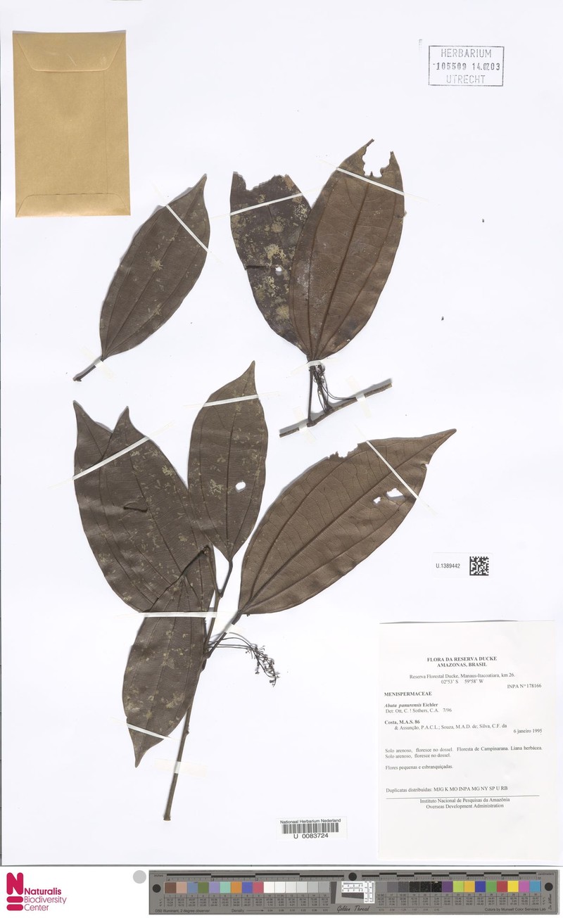 Abuta acutifolia photo 6