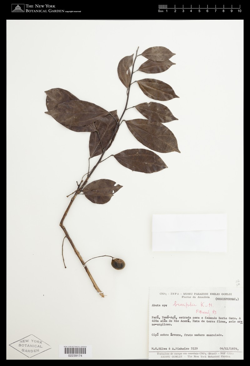 Abuta brevifolia photo 2