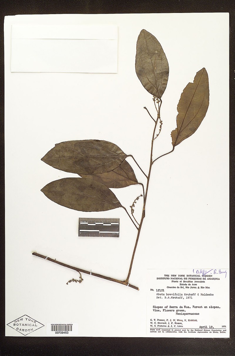 Abuta brevifolia photo 6