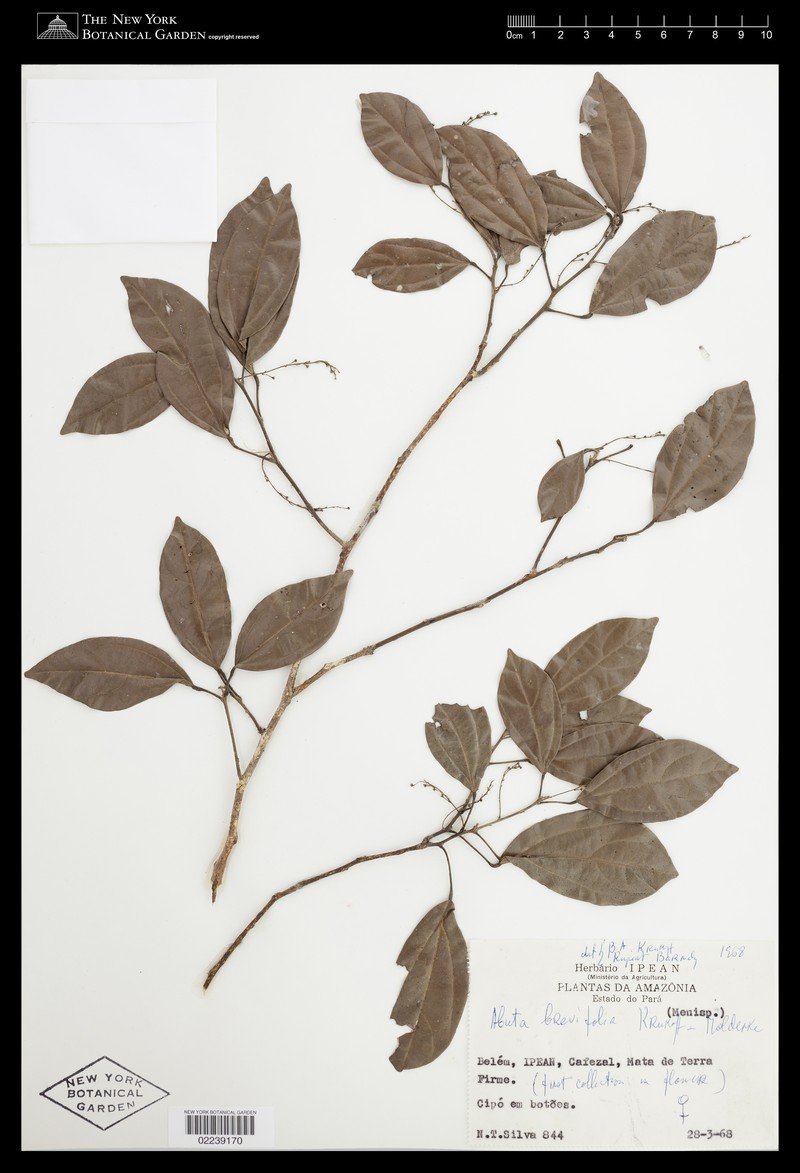 Abuta brevifolia photo 7