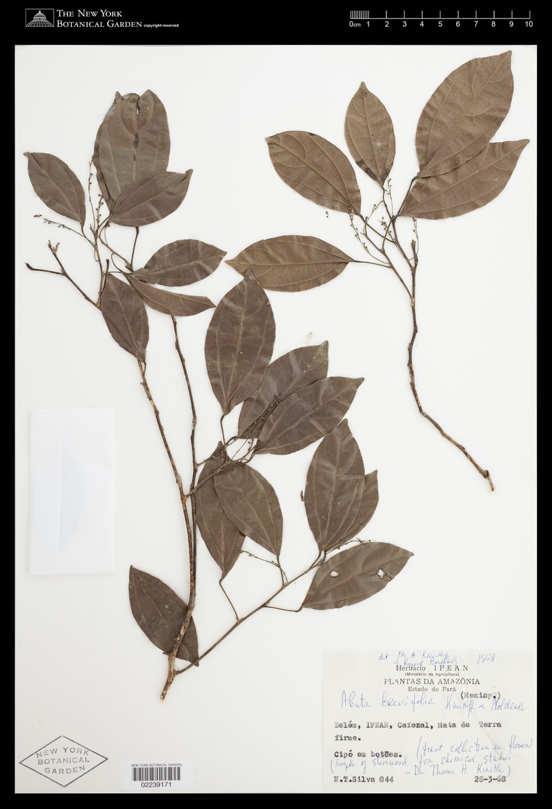 Abuta brevifolia photo 8