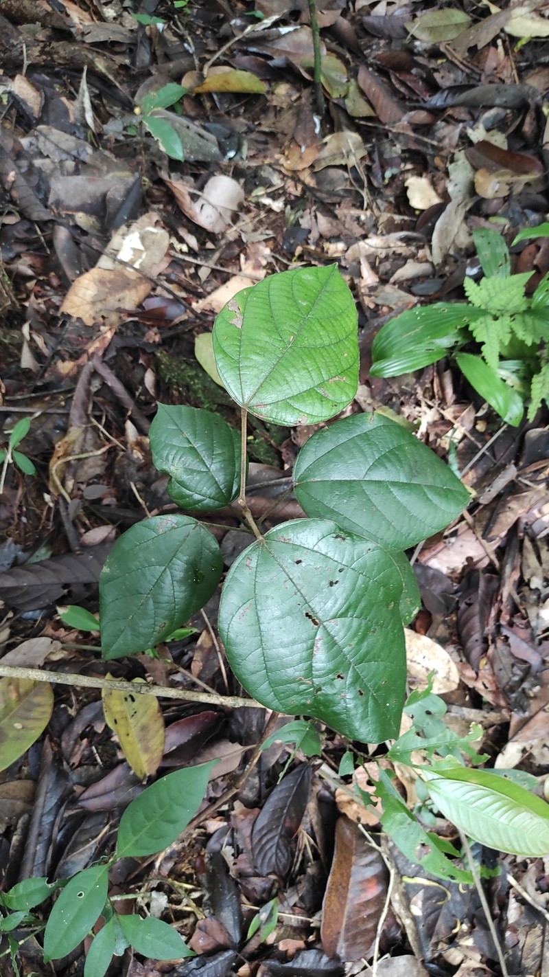 Abuta bullata photo 3