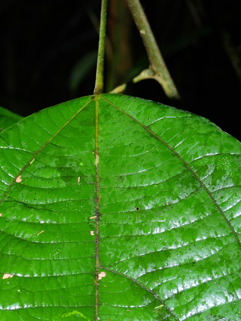 Abuta bullata photo 4