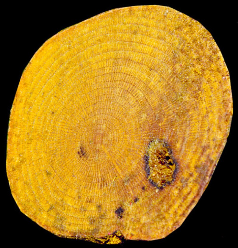 Abuta bullata photo 5