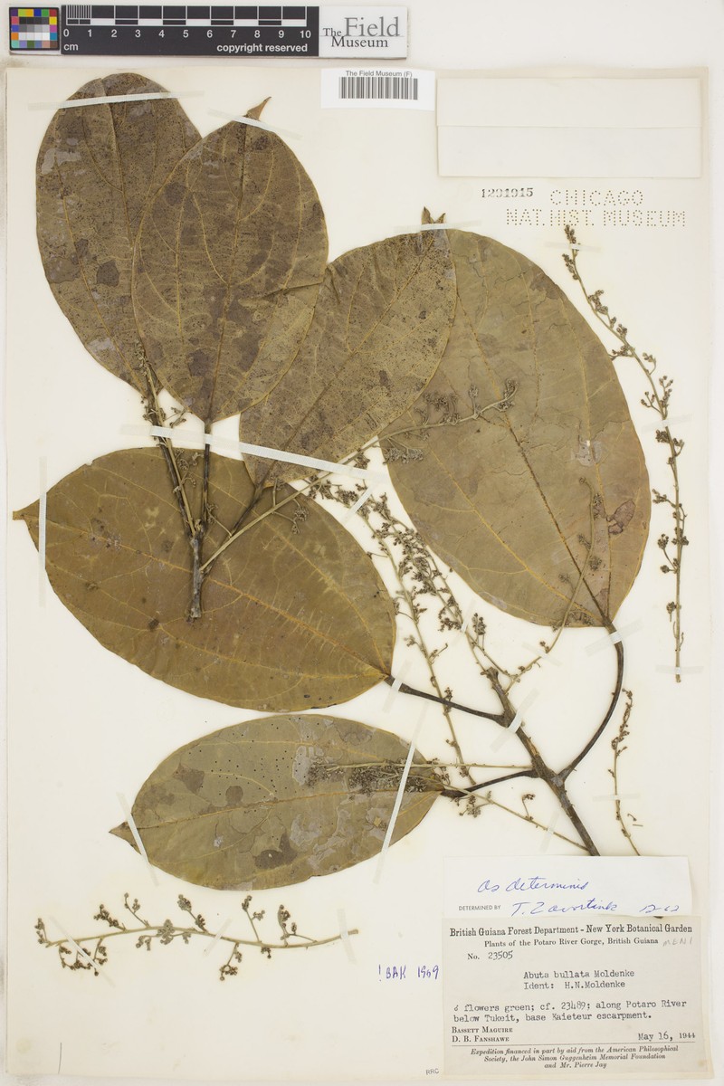 Abuta bullata photo 6