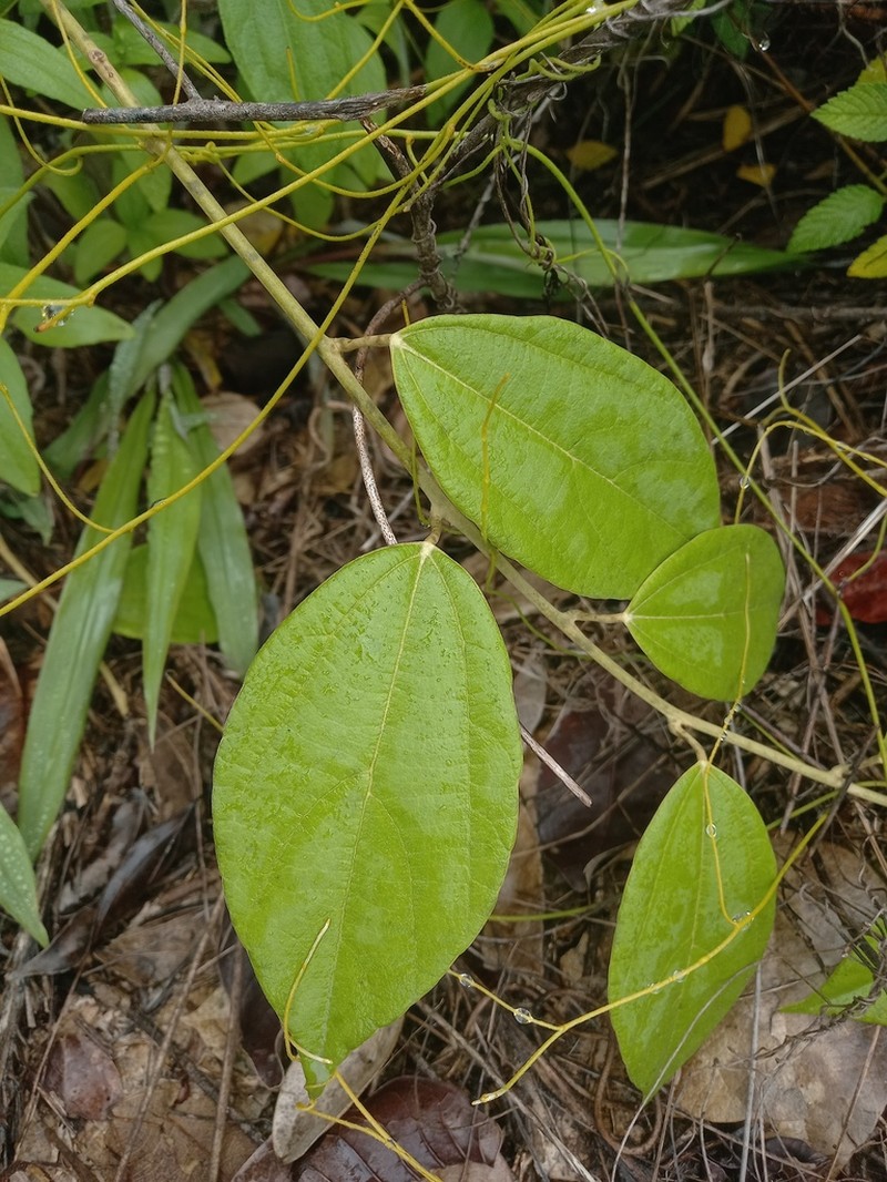 Abuta candollei photo 3