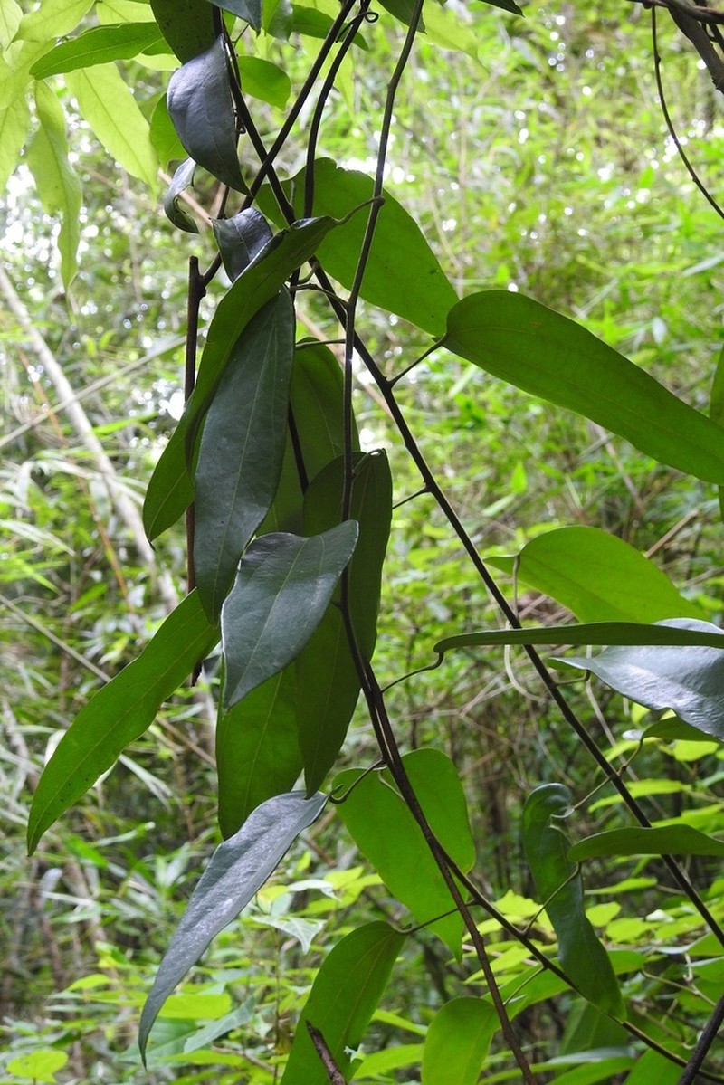 Abuta chiapasensis