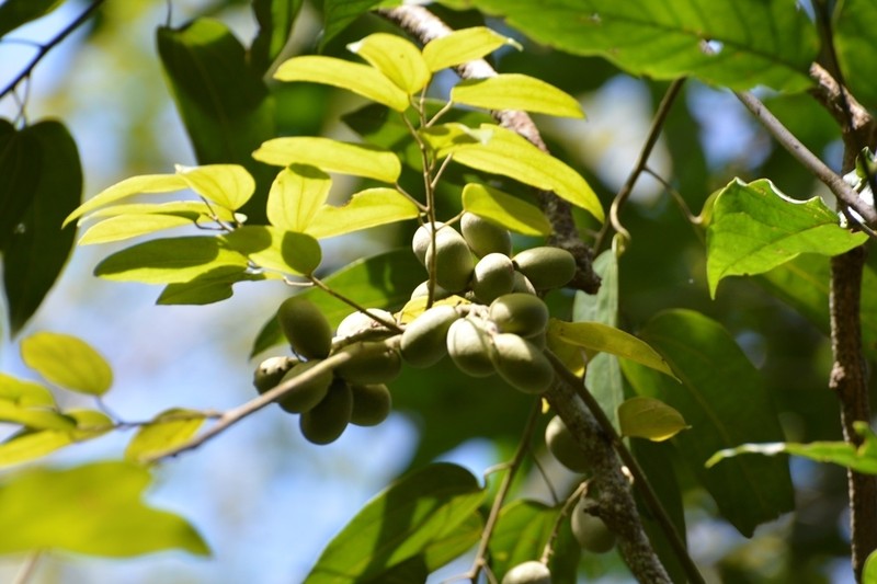 Abuta chiapasensis photo 2